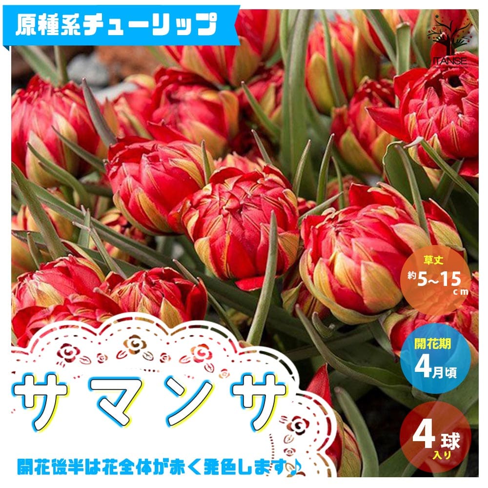 【10％OFFクーポン有】サマンサ 原種系チューリップ【花球根 ／お買い得3球セット】球根 花の球根 ちゅーりっぷ チューリップ 寄せ植え ガーデニング 鑑賞 栽培 庭園菜園のサムネイル