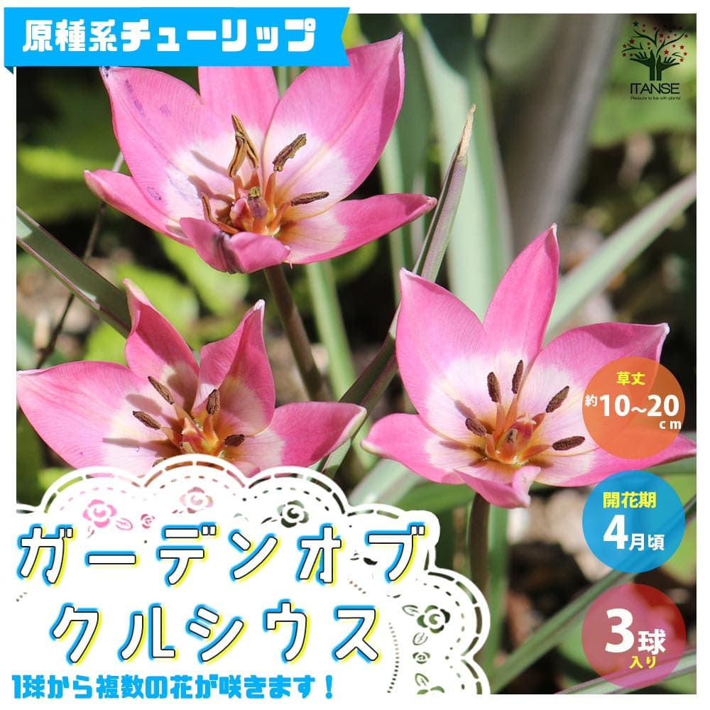 【送料無料】ガーデンオブCクルシウス 原種系チューリップ【花球根 ／お買い得3球セット】球根 花の球根 ちゅーりっぷ チューリップ 寄せ植え ガーデニング 鑑賞 栽培 庭園菜園のサムネイル