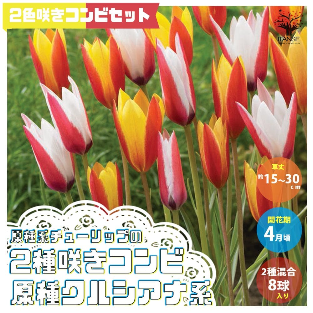 【10％OFFクーポン有】2色咲きコンビ 原種クルシアナ系2種混合 原種系チューリップ【花球根 ／お買い得8球セット】球根 花の球根 ちゅーりっぷ チューリップ 寄せ植え ガーデニング 鑑賞 栽培 庭園菜園のサムネイル