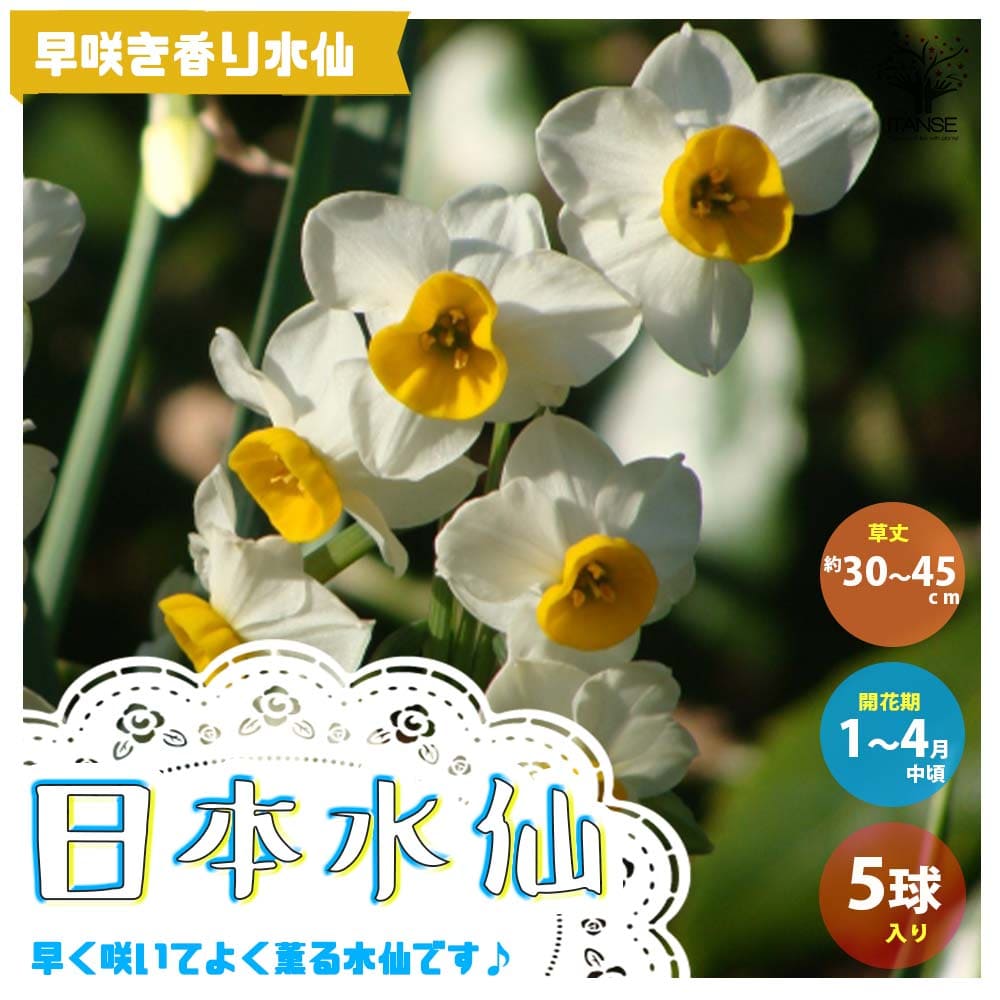【送料無料】日本水仙 早咲き香り水仙 【花球根 ／お買い得5球セット】球根 花の球根 すいせん 水仙 寄せ植え ガーデニング 鑑賞 栽培 庭園菜園のサムネイル
