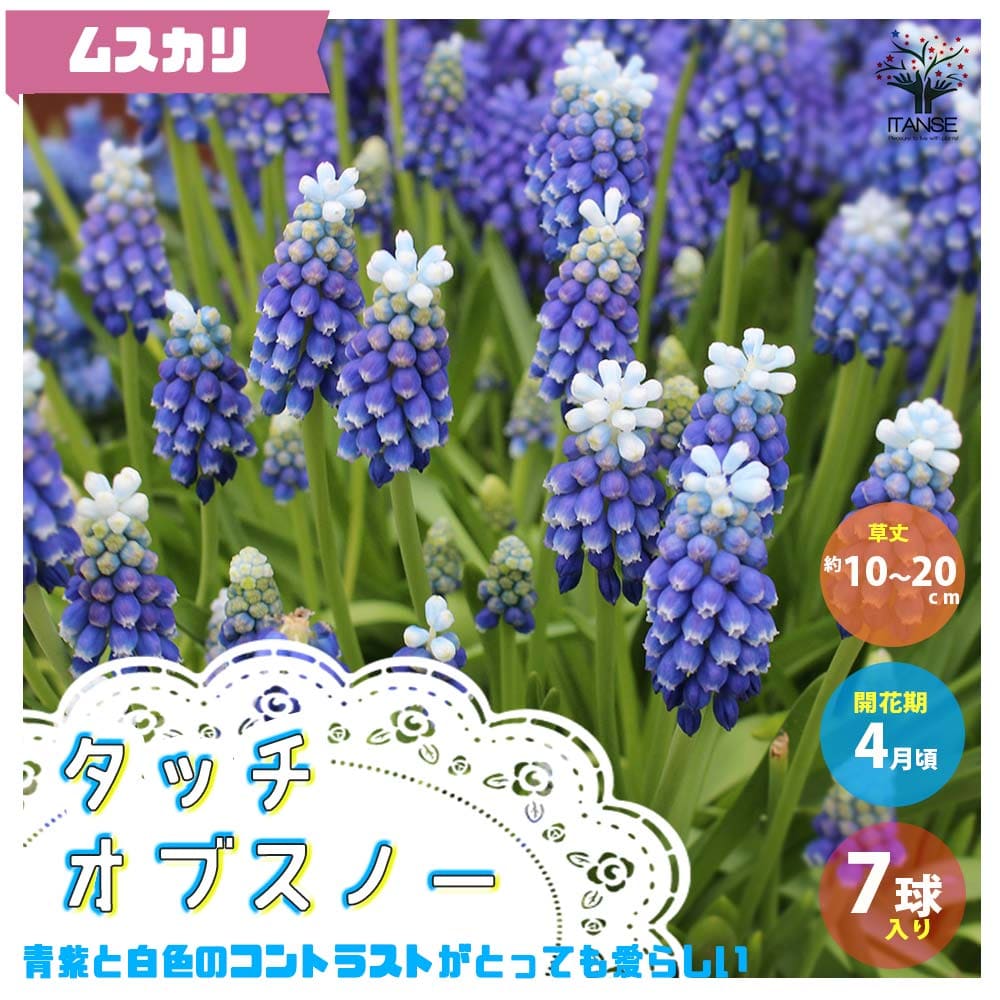 【送料無料】タッチオブスノー ムスカリ【花球根／お買い得6球セット】球根 花の球根 ムスカリ むすかり 寄せ植え ガーデニング 鑑賞 栽培 庭園菜園のサムネイル