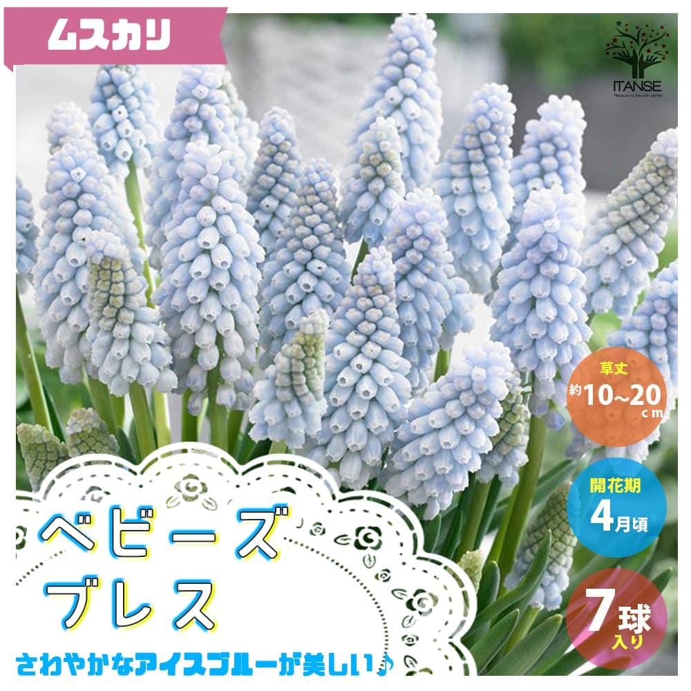 【送料無料】ベビーズブレス ムスカリ【花球根／お買い得6球セット】球根 花の球根 ムスカリ むすかり 寄せ植え ガーデニング 鑑賞 栽培 庭園菜園のサムネイル