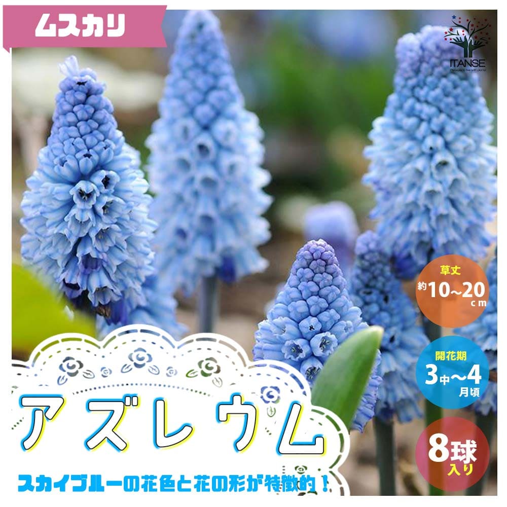 【送料無料】アズレウム ムスカリ【花球根／お買い得6球セット】球根 花の球根 ムスカリ むすかり 寄せ植え ガーデニング 鑑賞 栽培 庭園菜園のサムネイル