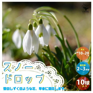 希望の花言葉 花通販 新しい旅立ち 困難を乗り越える 再チャレンジのためのお花選 花通販happyガイド 希望の花言葉 花通販 新しい旅立ち 困難を乗り越える 再チャレンジのためのお花選 花通販happyガイド