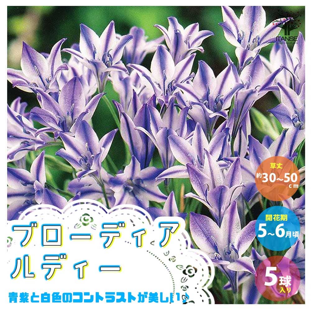 【送料無料】 ブローディア・ルディー【花球根 ／お買い得5球セット】球根 花球根 花の球根 寄せ植え ガーデニング 鑑賞 栽培 庭園菜園