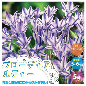 【送料無料】 ブローディア・ルディー【花球根 ／お買い得5球セット】球根 花球根 花の球根 寄せ植え ガーデニング 鑑賞 栽培 庭園菜園