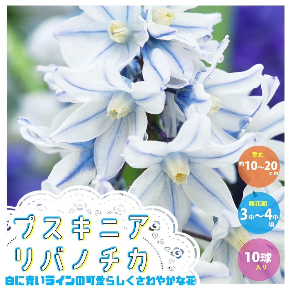 【送料無料】プスキニア リバノチカ【花球根／お買い得8球セット】球根 花球根 花の球根 寄せ植え ガーデニング 鑑賞 栽培 庭園菜園のサムネイル