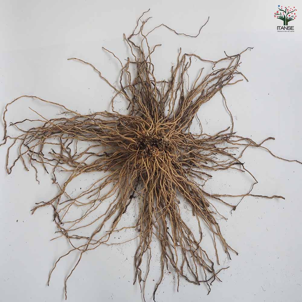 ������̵�����Х����ѥ饬���� ���������٤ޤ� ���礤�����������������ܥ����� ����� ��ڳ� ��� �� �庬 Ȫ Ϫ�Ϻ��� �ϥ������� ���� �٥��� ���� �쥷�� ���� �͵� �����Ѥ餬�� ����̵�� ¨Ǽ