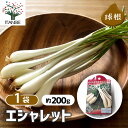 【送料無料】エシャレット 健康野菜球根 野菜の苗 ネット詰め野菜球根 充填時200g 1袋 1個売り エシャレット 根らっきょう 国産 種球 種球根 らっきょう種 らっきょう球根 ラッキョウ球根 送料無料 即納