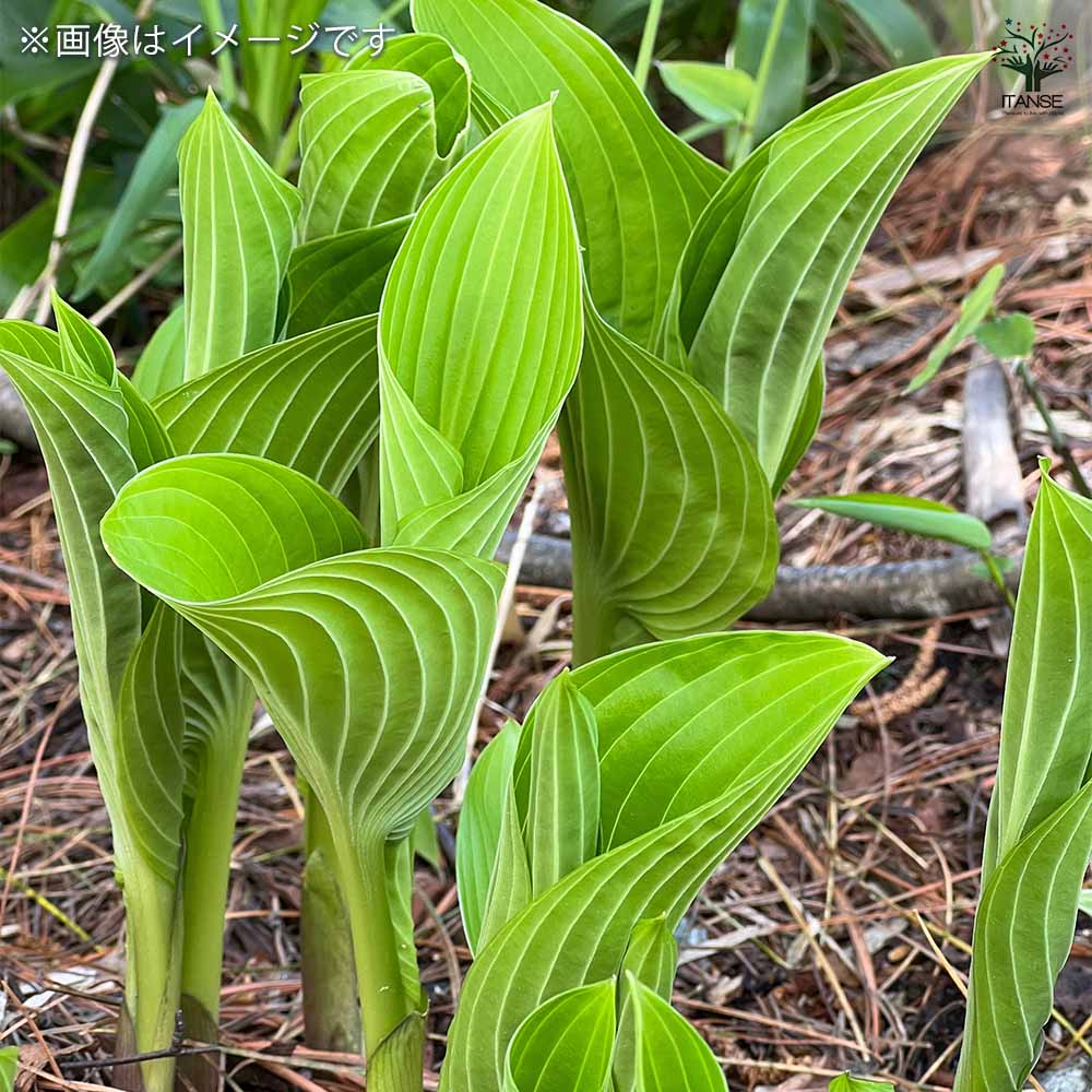 【送料無料】 野菜球根 うるい 【 野菜の苗 1株 】 野菜 国産 種球 種球根 球根 き...