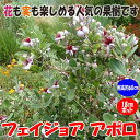 【送料無料】フェイジョア アポロ:花も美しい庭園向き果樹 18cmポット:樹高約40〜60cm 【九州圃場より直送】