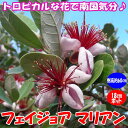 【送料無料】フェイジョア マリアン:花も美しい庭園向き果樹 18cmポット:樹高約60cm 【九州圃場より直送】 - 植物販売のITANSE楽天市場店