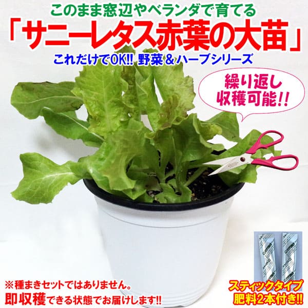 【送料無料】これだけでOK！サニーレタス 赤葉 ロロロッサ【野菜苗 15cm硬質ポット大苗1個/肥料付き】簡単栽培 窓辺 室内 ベランダ キッチン 料理 レシピ 栽培キット 栽培セット プレゼント ギフト 贈答