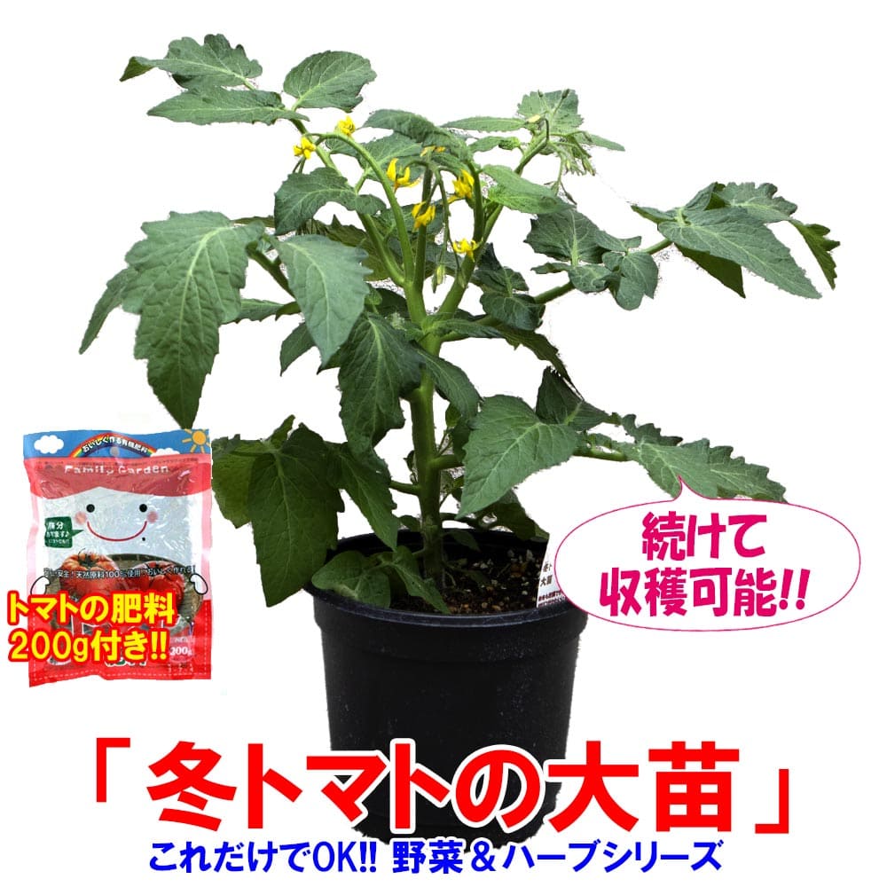 【送料無料】これだけでOK！冬トマト【野菜苗 18cm硬質ポット大苗1個/トマト専用肥料付】ミニトマト苗 矮性 窓辺 室内 ベランダ キッチン 料理 レシピ 栽培キット 栽培セット プレゼント ギフト 贈答