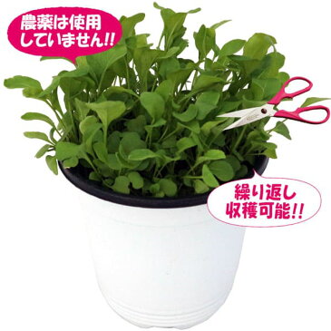 【送料無料】これだけでOK!ルッコラ【ハーブ苗15cm硬質ポット大苗 1個売り】多収穫 何度も収穫 野菜苗 窓辺 室内 ベランダ キッチン 料理 レシピ 栽培キット 栽培セット プレゼント ギフト 贈答