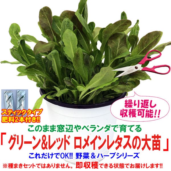 【マラソン中★ポイントUP】これだけでOK！グリーン&レッドロメインレタス(2色ミックス コスレタス)【野菜苗 15cm硬質ポット大苗 1個/肥料付き】簡単栽培 窓辺 室内 ベランダ キッチン 料理 レシピ 栽培キット 栽培セット