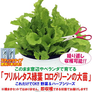 【送料無料】これだけでOK！フリルレタス緑葉 ロログリーン【野菜苗 15cm硬質ポット大苗1個/肥料付き】簡単栽培 窓辺 室内 ベランダ キッチン 料理 レシピ 栽培キット 栽培セット プレゼント ギフト 贈答