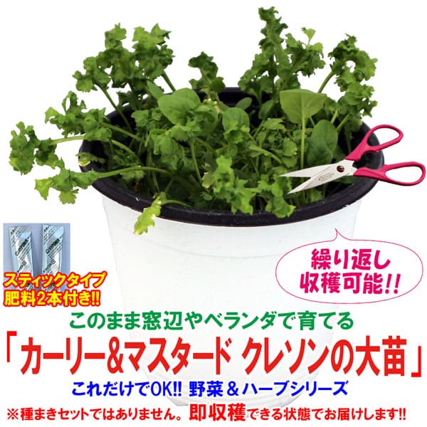 【マラソン中★ポイントUP】これだけでOK！カーリー&マスタード クレソン【野菜苗 15cm硬質ポット大苗1個/肥料付き】簡単栽培 窓辺 室内 ベランダ キッチン 料理 レシピ 栽培キット 栽培セット プレゼント ギフト 贈答