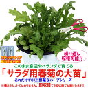 これだけでOK！サラダ用春菊【野菜苗 15cm硬質ポット大苗1個/肥料付き】多収穫 何度も収穫 窓辺 室内 ベランダ キッチン 料理 レシピ 栽培キット 栽培セット プレゼント ギフト 贈答