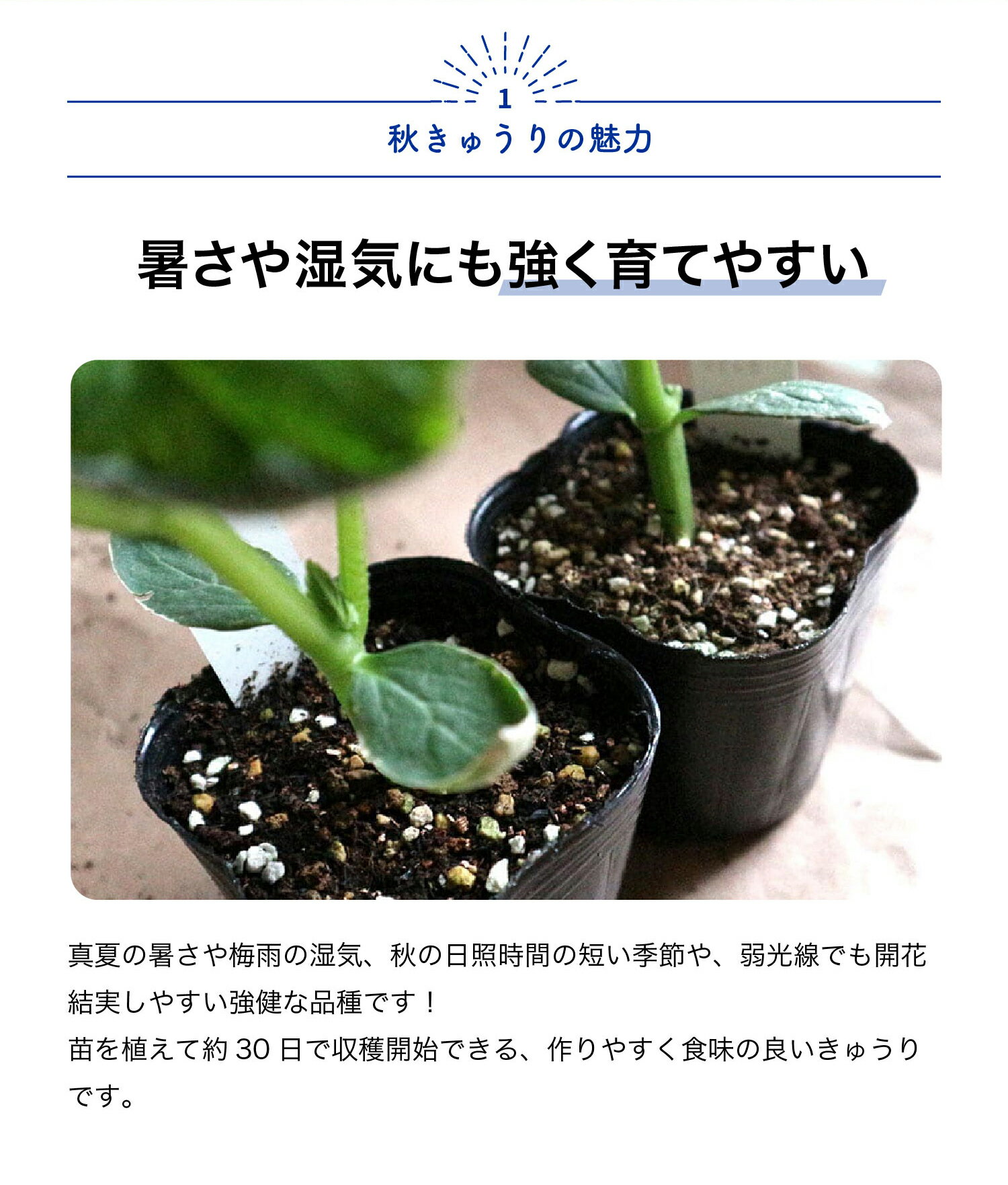 【送料無料】秋きゅうり苗 9cmポット自根野菜苗 8月 9月も植え付け可能なキュウリ...