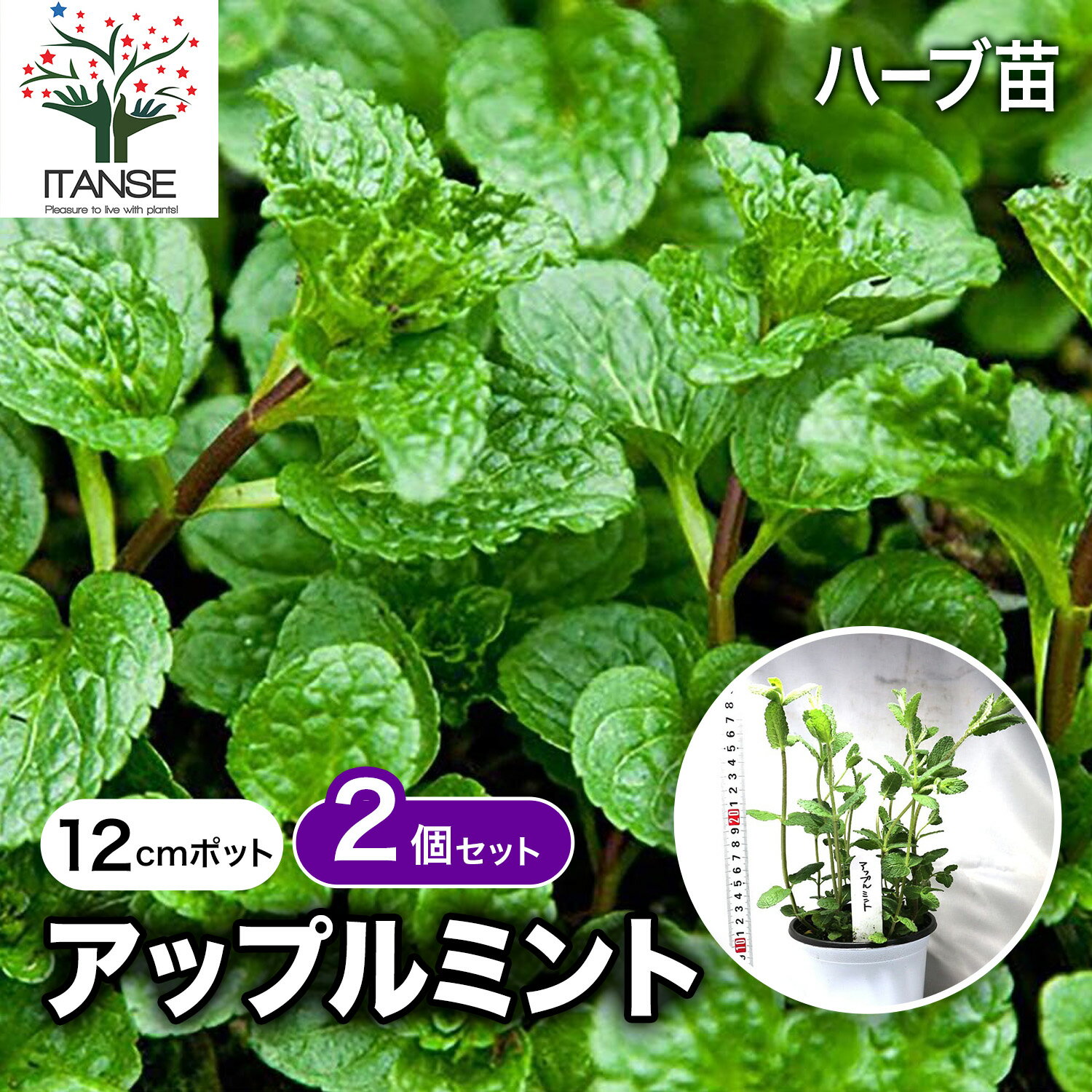 【送料無料】アップルミント ハーブ苗 BN硬質12cmポット 2個セット ミント苗 大苗 ドライハーブ 農園 ..