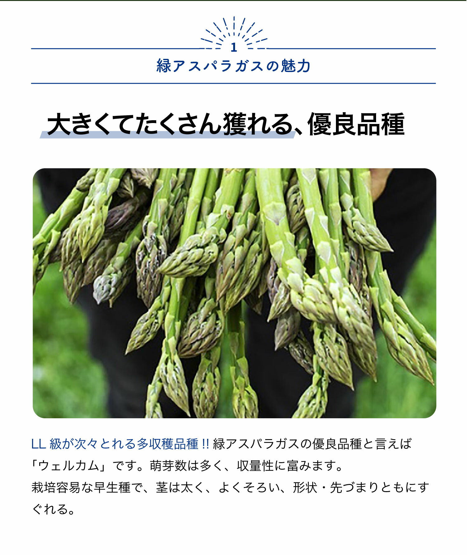 【送料無料】アスパラガス緑 ( 品種:ウェルカム ) 実生苗 野菜 実生苗9cmポット 野...