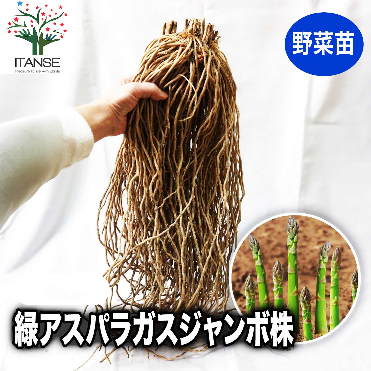 【送料無料】緑アスパラガス株 サイズ選べます ちょいサイズ〜ギガジャンボサイズ 野菜苗 野菜株 大株 ..