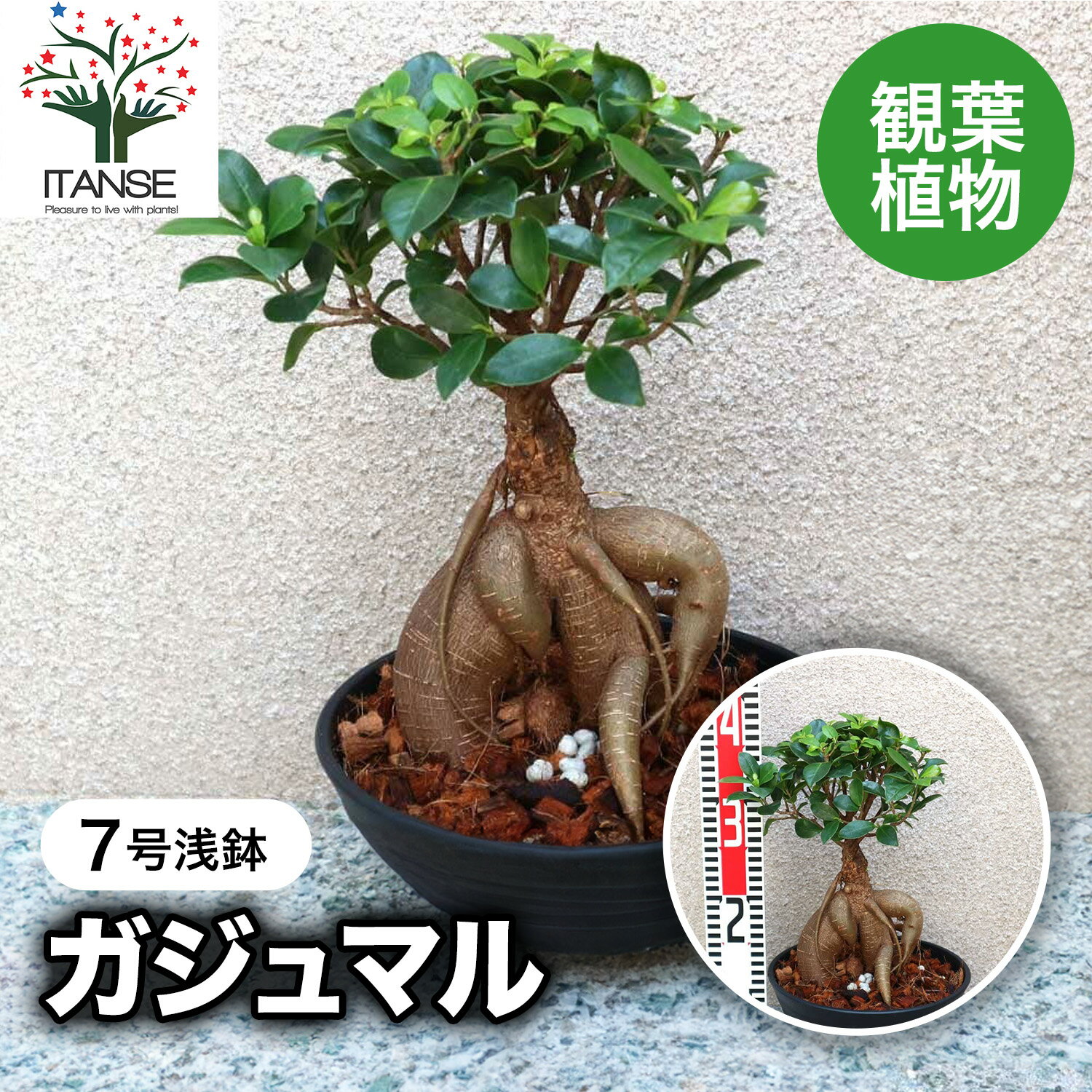 【ポイントUP★マラソン期間】ガジュマル 小型 観葉植物 7号鉢 1個 リビング オフィス 事務所 インテリア 大型 おしゃれ 初心者 育てやすい ガーデニング 御祝 お祝い 新築祝い 引越し祝い 結婚祝い プレゼント 人気 品種 観賞用 送料無料 即納