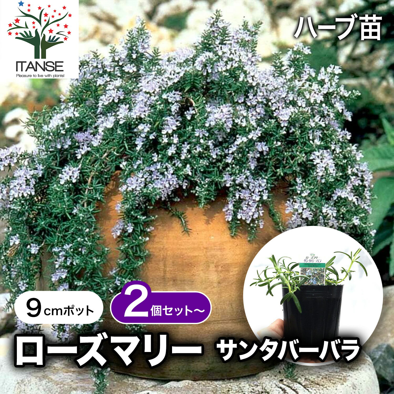 【ポイントUP★マラソン期間】ローズマリー サンタバーバラ ハーブ苗 9cmポット 2個～ ローズマリー苗 ドライハーブ 農園 グランドカバー ベランダ 庭園 ハーブティー 露地 ドライフラワー ポプリ 入浴剤 花木 送料無料 即納