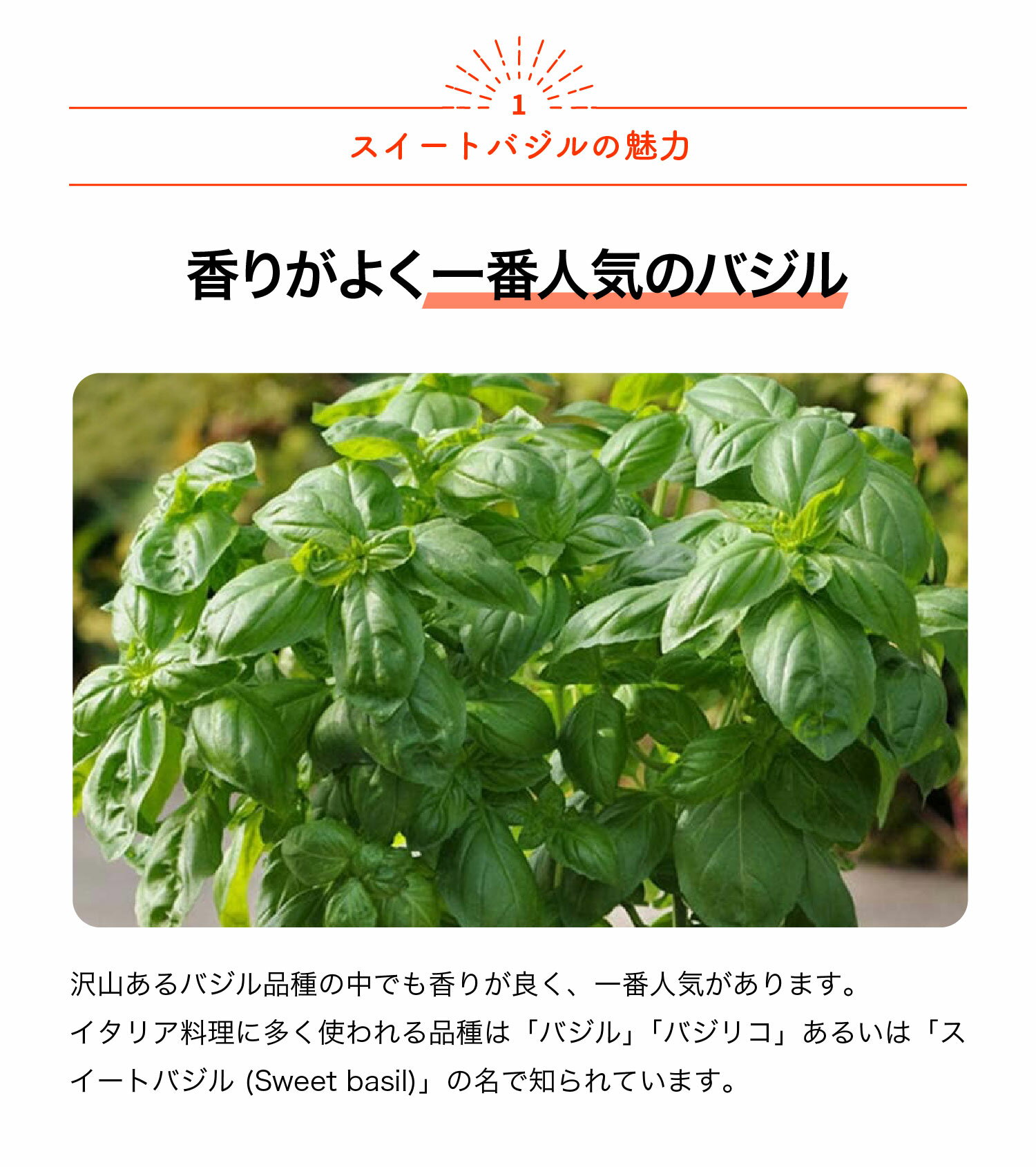 【送料無料】スイートバジル ハーブ苗 9〜10.5cmポット バジル苗 コンパニオンプラ...