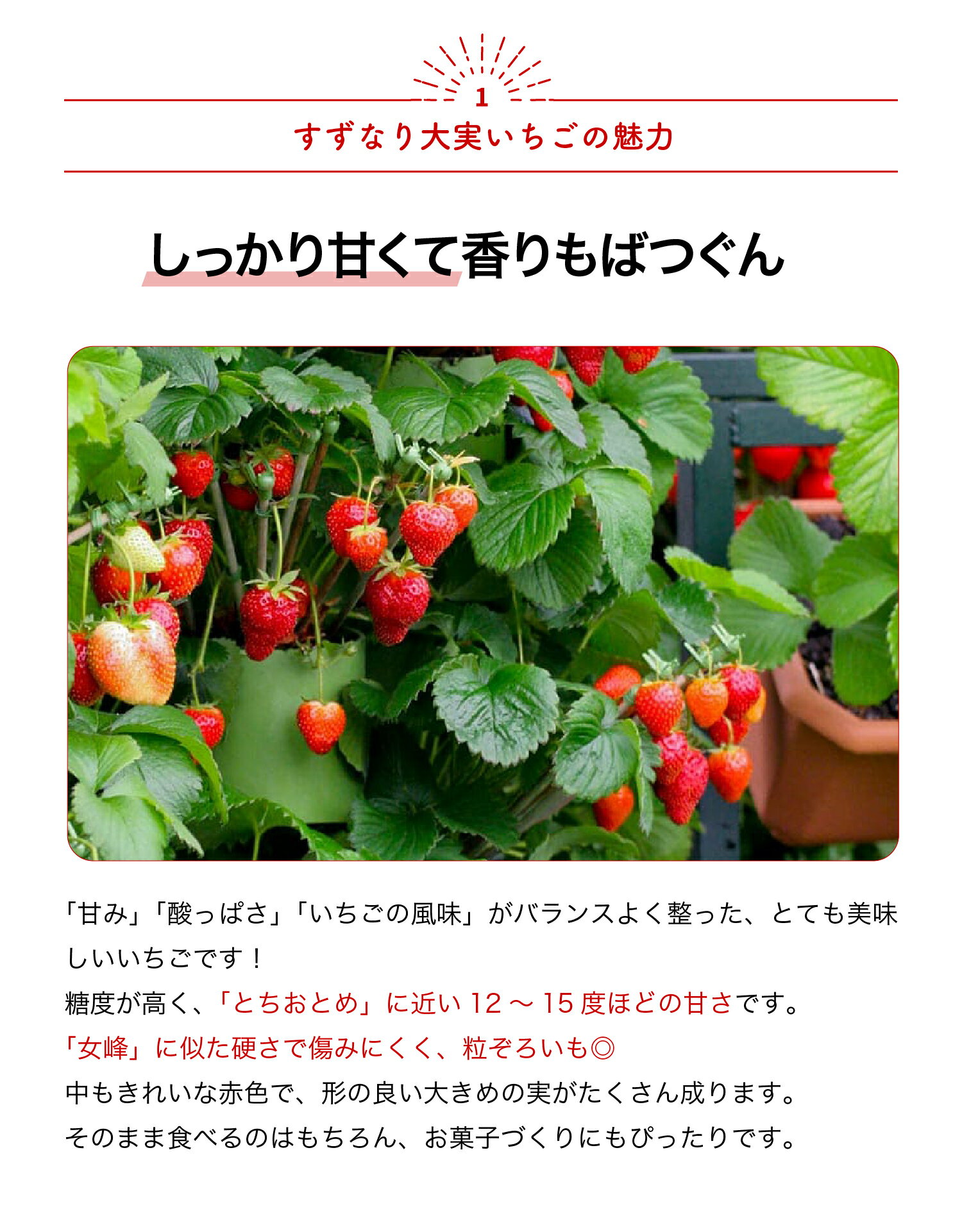 【送料無料】すずなり大実いちご 2個セット〜 野菜苗 10.5cmポット いちご苗 イチ...