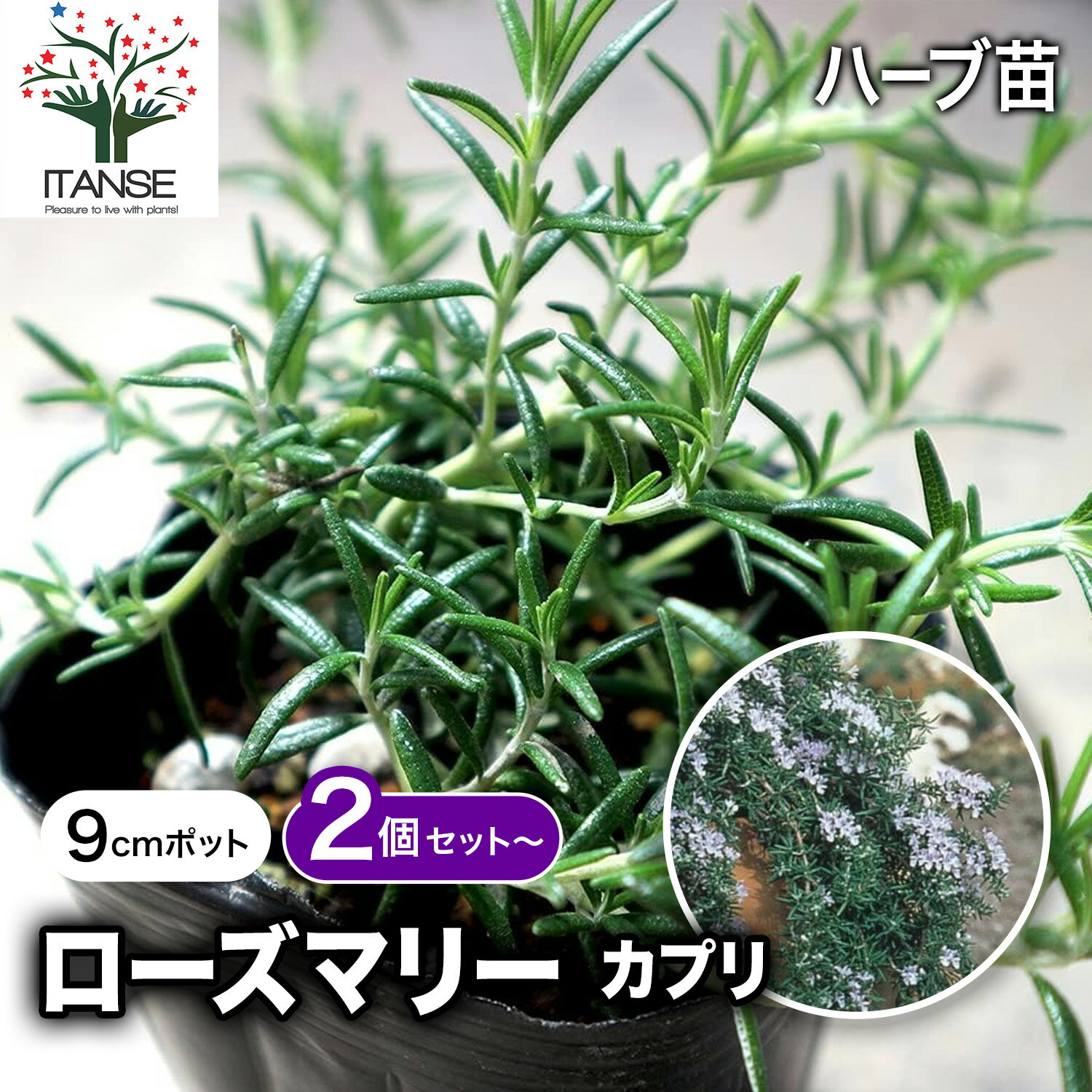 【SS期間★P5倍】カプリ ローズマリー ハーブの苗 9cmポット 2個～苗 お買い得 ローズマリーの苗 苗木 herb ハーブ ハーブ苗 ガーデニング 家庭菜園 料理 スパイス 香辛料 鑑賞 栽培 庭園菜園 ボタニカルライフ 送料無料 即納