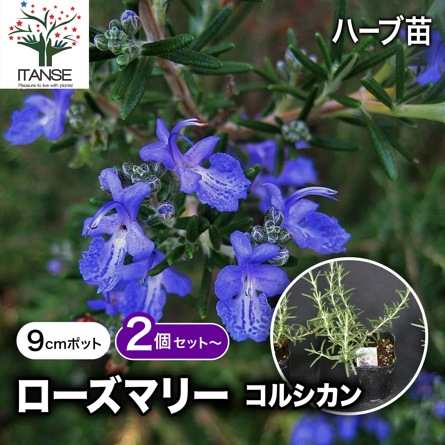 【送料無料】ローズマリー コルシカン ( 半立性 ) ハーブ苗 9cmポット 2個～ ローズマリー苗 グランドカバー ベランダ 庭園 クラフト herb ギフト 精油 アロマテラピー ポプリ ハーブティー 露地植え 送料無料 即納