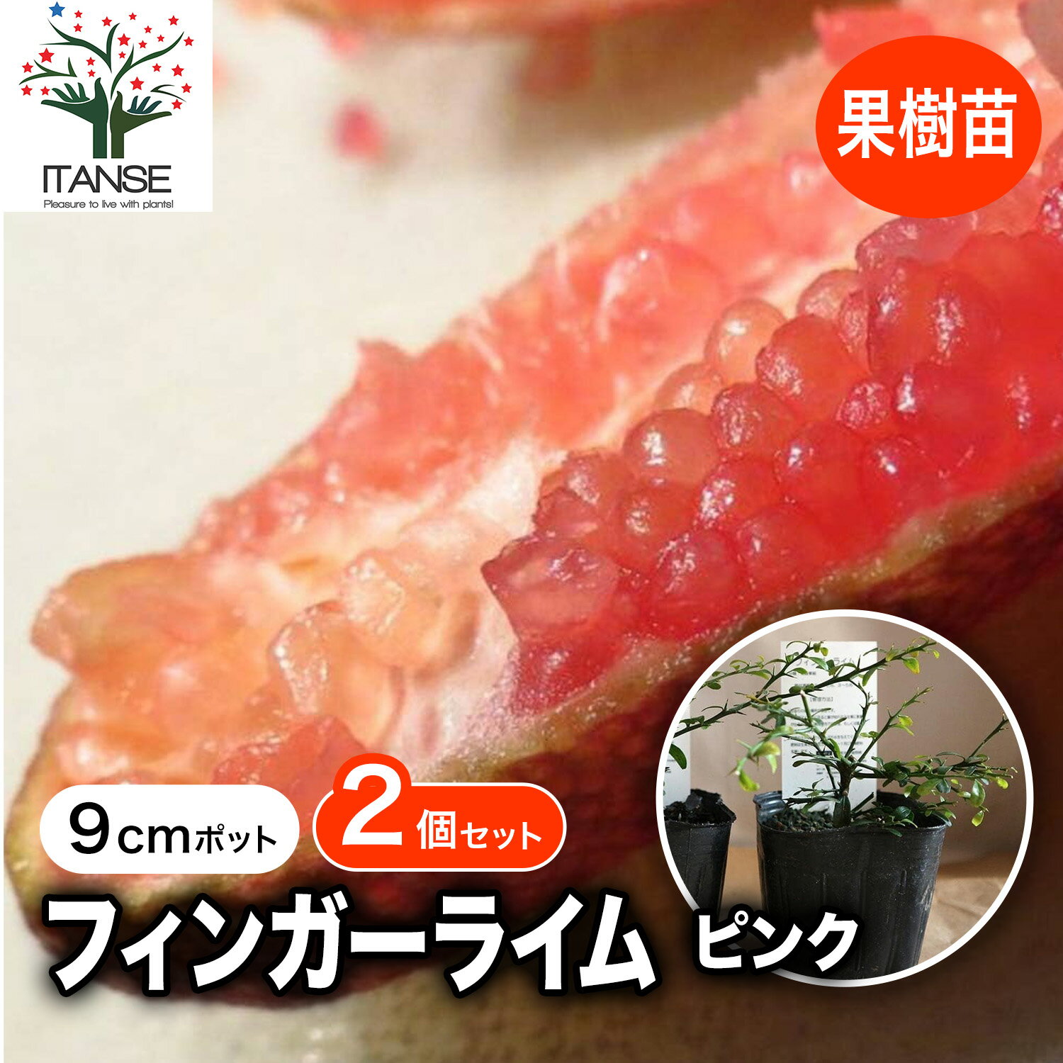楽天市場】フィンガーライム 大苗の通販
