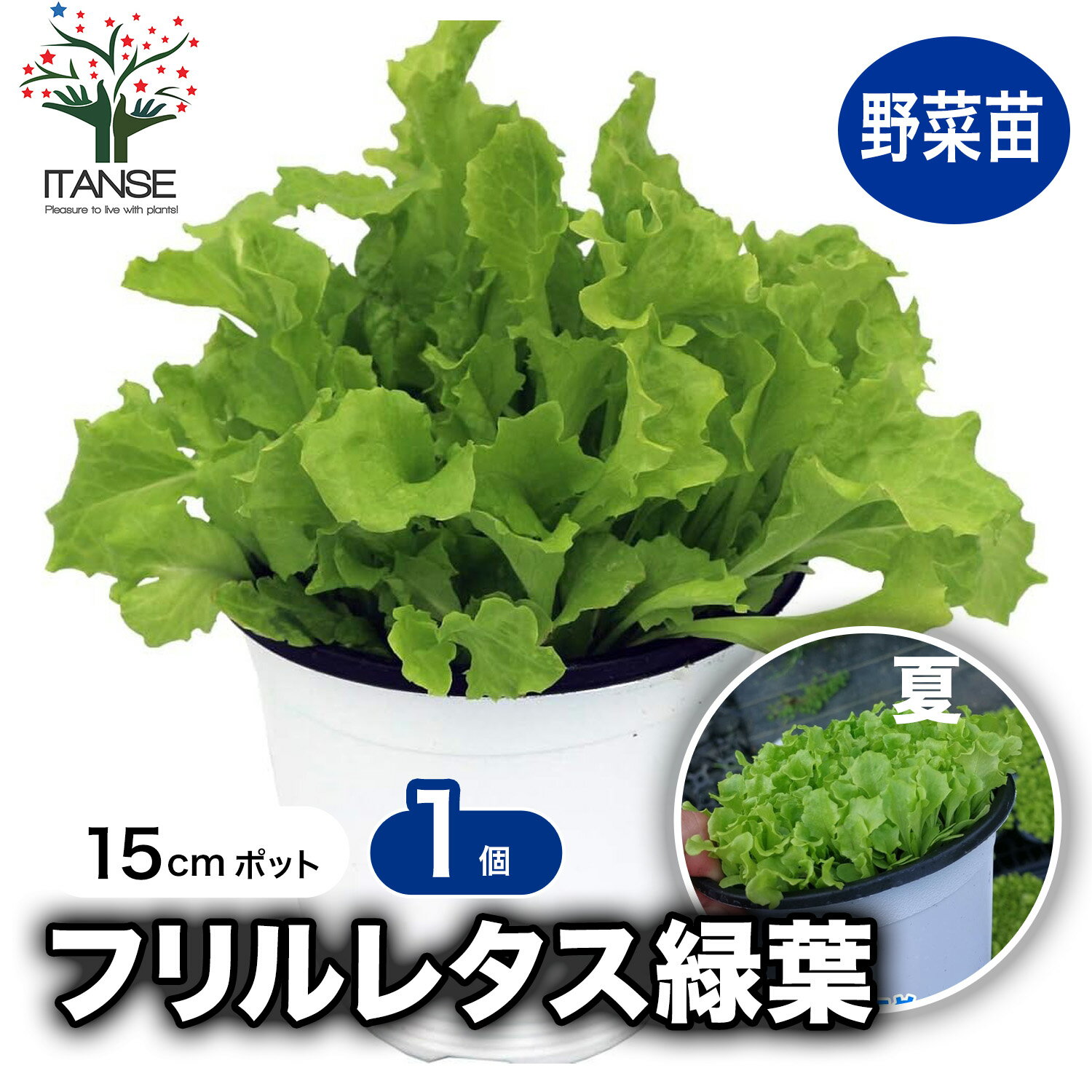 【ポイント2倍★マラソン期間】これだけでOK！フリルレタス緑葉 ロログリーン 野菜苗 15cm硬質ポ ...