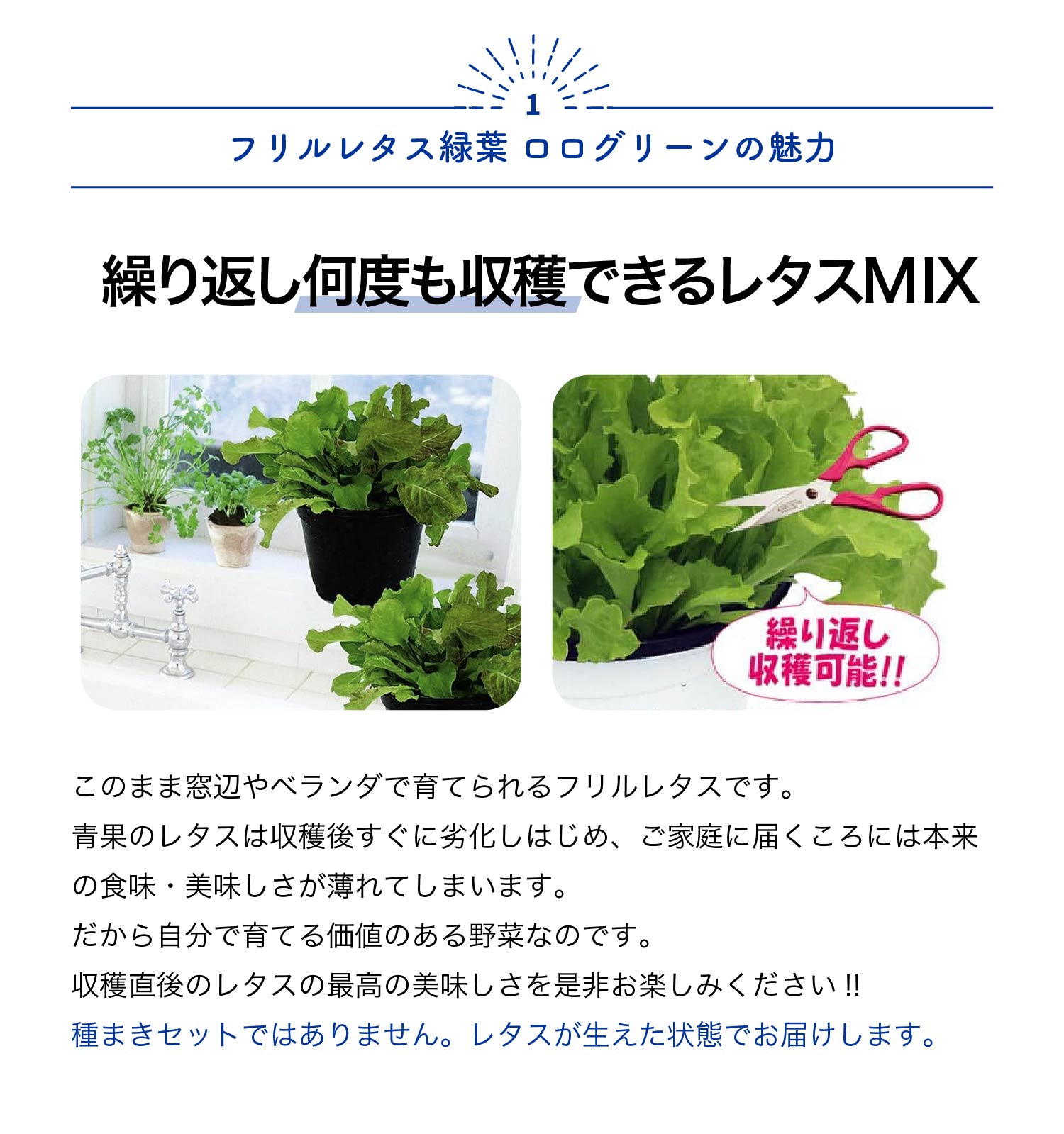 �ڥݥ����UP���ޥ饽����֡ۤ��������OK���ե��쥿������ �������꡼�� ����� 15cm�ż��ݥå�����1�� �����դ� ��ñ���� ���� ���� �٥��� ���å��� ���� �쥷�� ���ݥ��å� ���ݥ��å� �ץ쥼��� ���ե� £�� ����̵�� ¨Ǽ