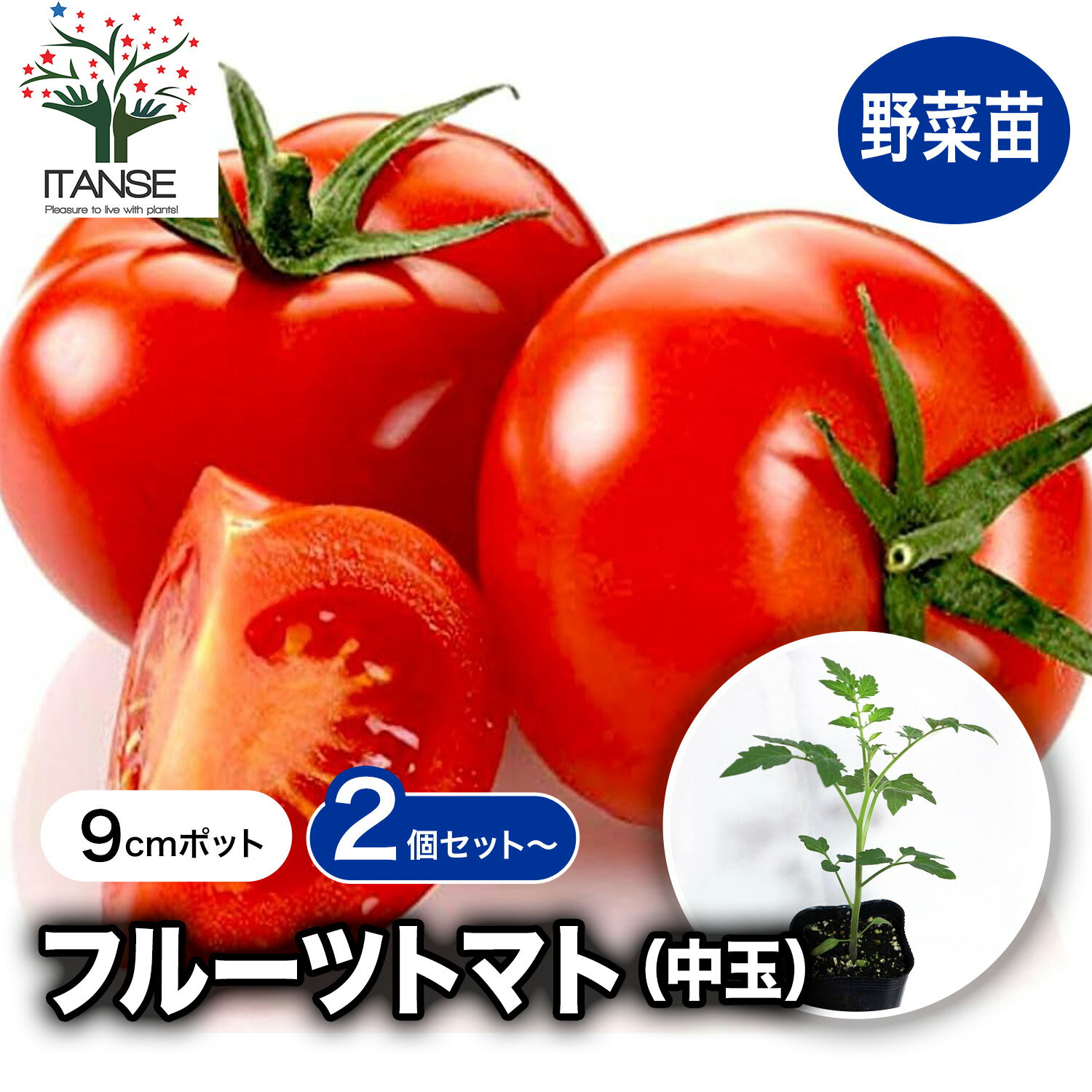 【送料無料】フルーツトマト ( 中玉 ) の苗 9cmポット自根苗 野菜苗 トマト苗 とまと苗 ベランダ ポット苗 tomato 春植え 夏植え 送料無料 即納