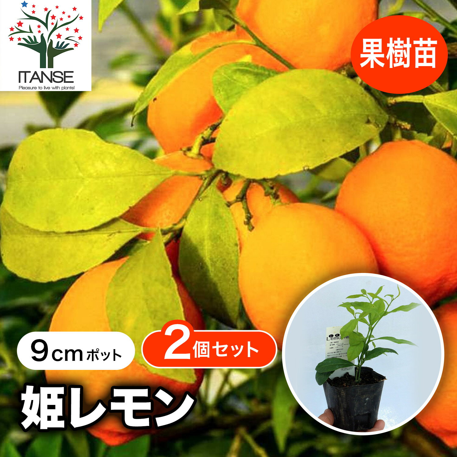 【送料無料】姫レモン 果樹苗 9cmポット挿し木苗 2個セット レモン苗 檸檬 れもん ベランダ 苗木 柑橘 香酸 ミカン 農園 農場 露地 シンボルツリー 自家結実性 鑑賞 赤レモン ラングプールライム 送料無料 即納