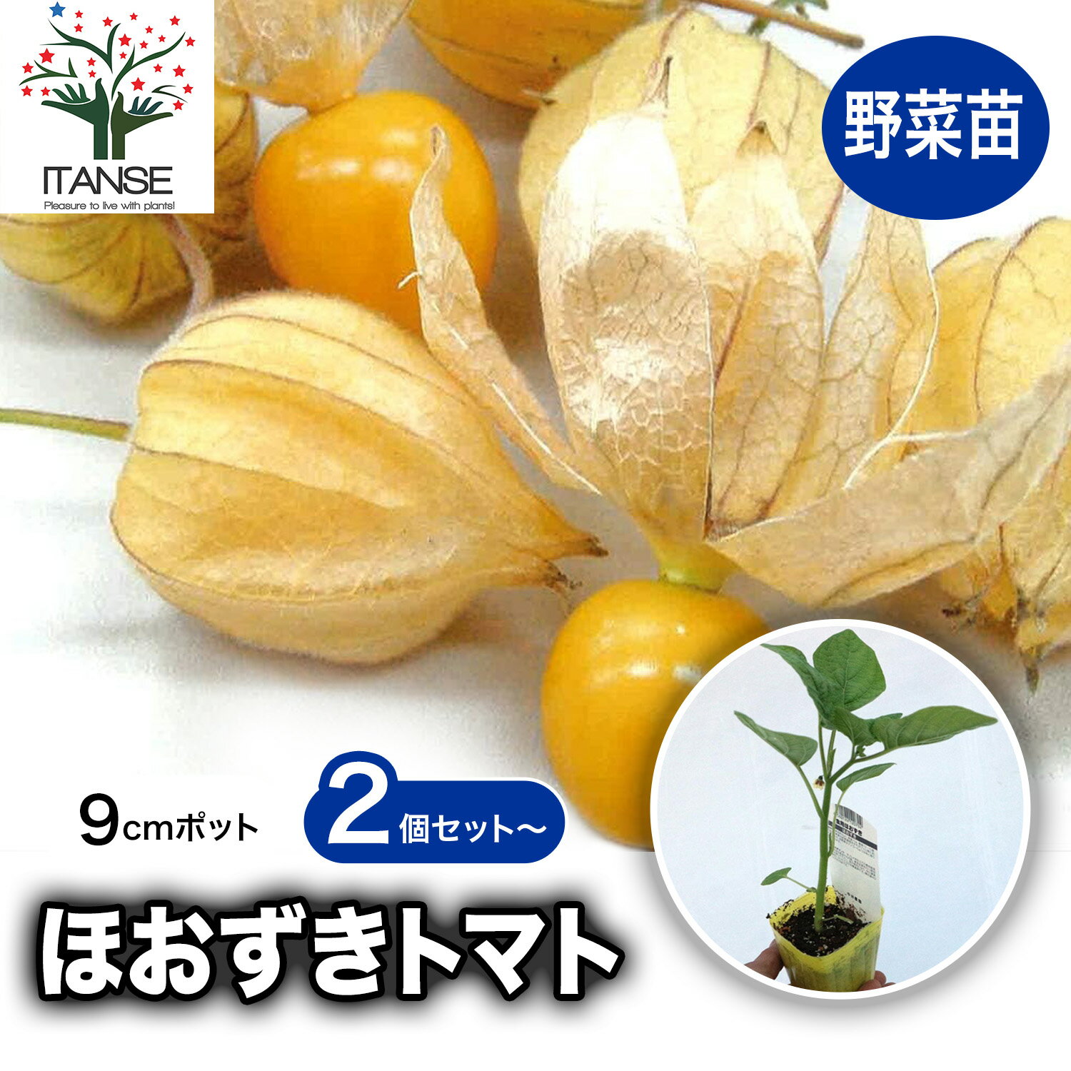 【SS期間★P5倍】ほおずきトマト ( ゴールデンベリー ) 野菜苗 9cmポット自根苗 野菜苗 トマト苗 とまと苗 鬼灯 露地栽培 tomato 春野菜 夏野菜 春植え 夏植え 人気 品種 送料無料 即納