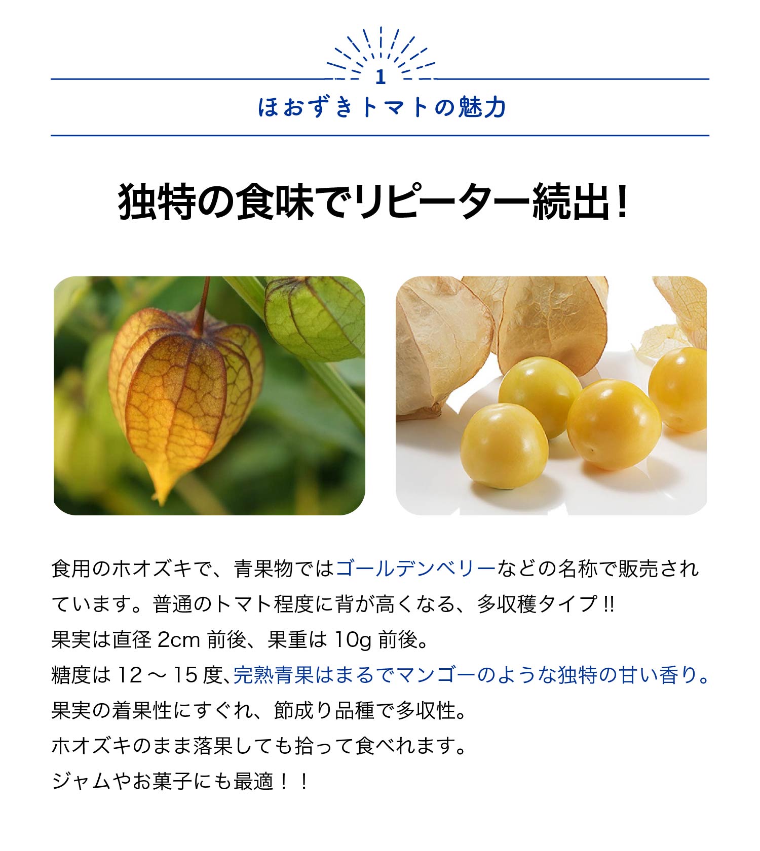 【送料無料】ほおずきトマト ( ゴールデンベリー ) 野菜苗 9cmポット自根苗 野菜苗...