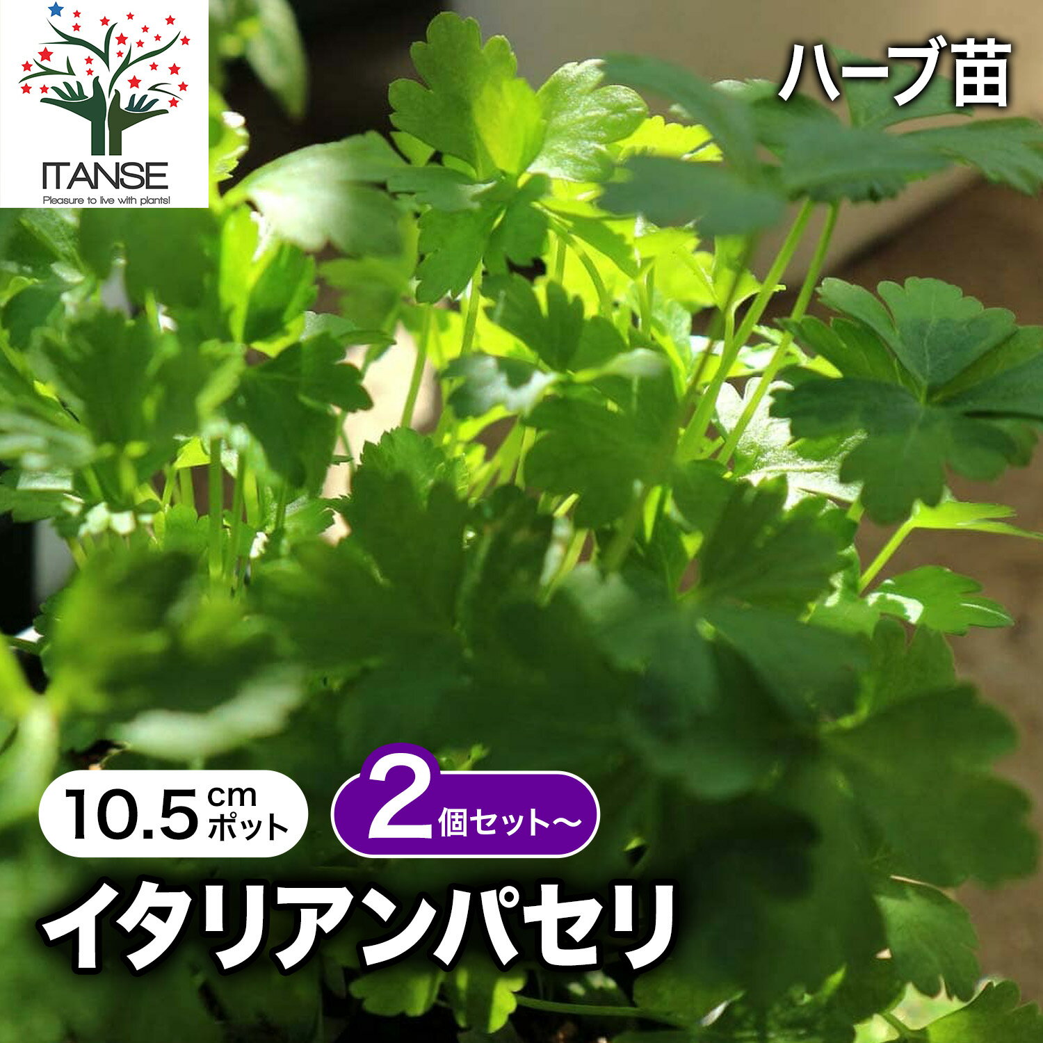 【送料無料】イタリアンパセリ 10.5cm おうちで簡単！育てやすい10.5cmポットハーブ苗シリーズ！ 根張り 大きさ 選別が良いので、育てやすい！生育簡単で初心者にもオススメのハーブシリーズです！ガーデニングや家庭菜園に！ 送料無料 即納