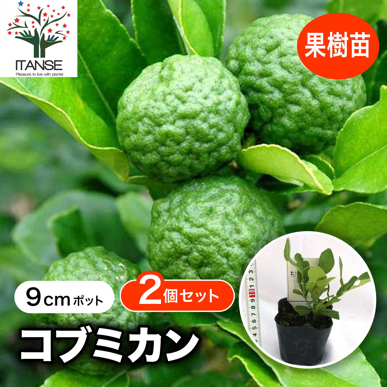 ������̵���ۥ��֥ߥ��� �̼��� 9cm�ݥå� 2�ĥ��å� �ޤ����Ĥޤ��ϼ����� �в٥����ߥ󥰤ˤ���ޤ����Ĥ������Ĥˤʤ�ޤ���������ϤǤ��ޤ��� ����� ��...