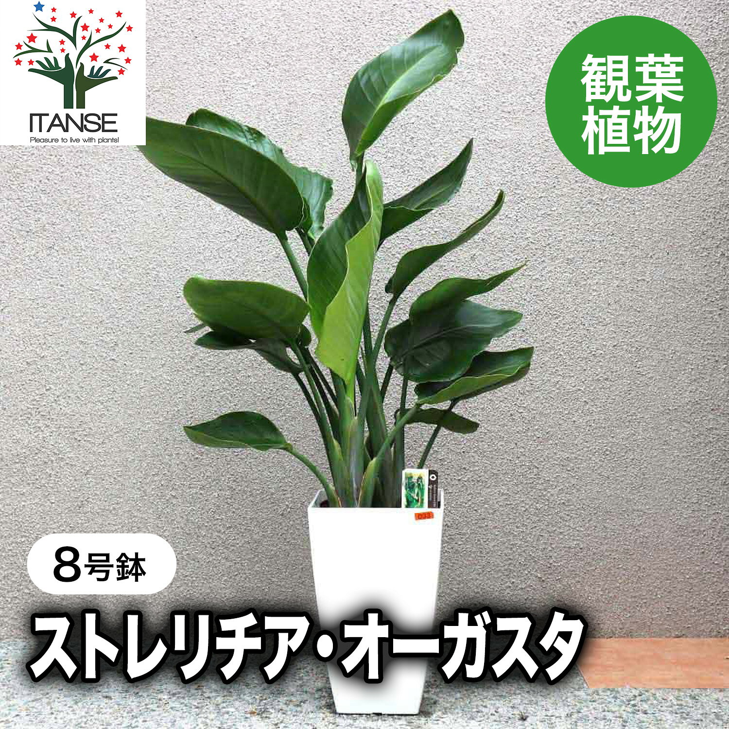 【マラソン★P5倍】ストレリチア オーガスタ 大型 観葉植物 8号鉢 Mサイズ1個 リビング オフィス 事務所 インテリア 大型 おしゃれ 初心者 育てやすい ガーデニング 御祝 お祝い 新築祝い 引越し祝い 結婚祝い プレゼント 人気 品種 送料無料 即納