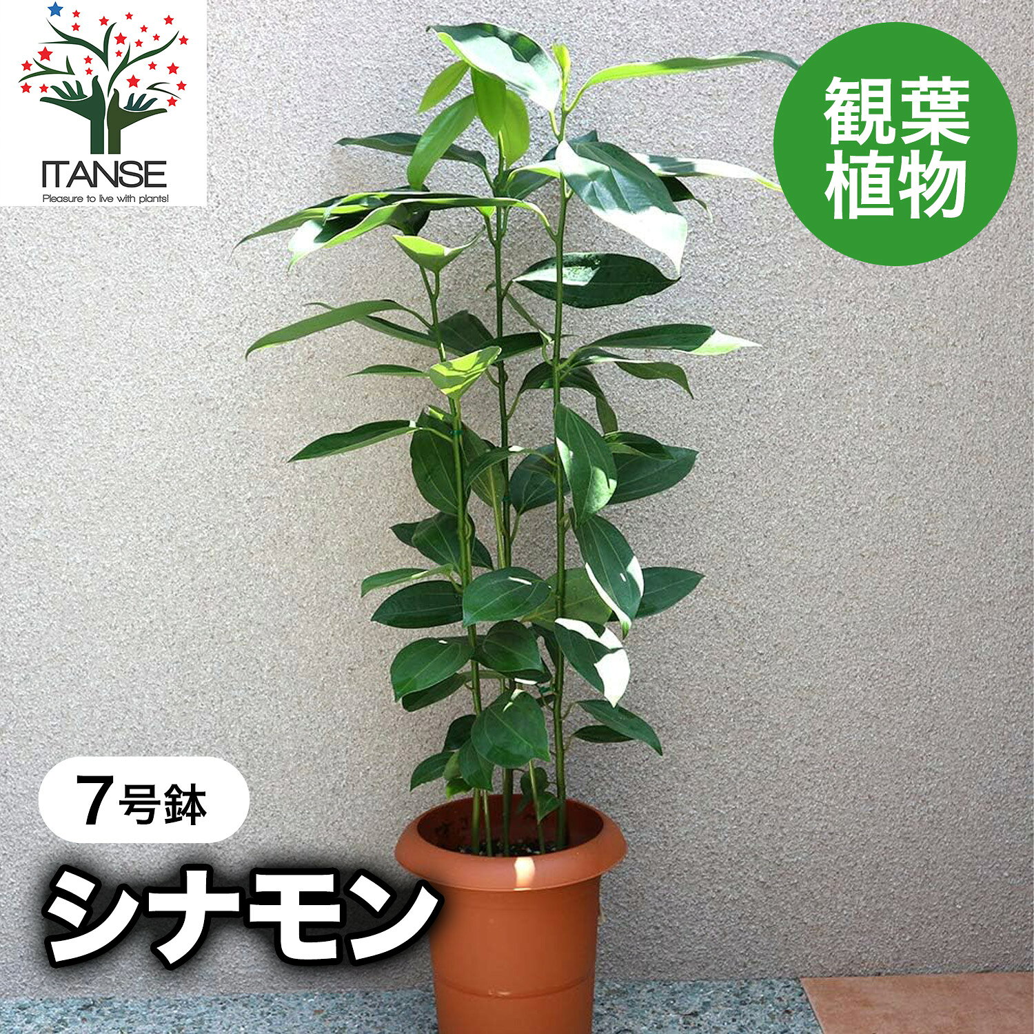 【送料無料】シナモン 中型 観葉植物 7号鉢 1個 リビング オフィス 事務所 インテリア 大型 おしゃれ 初心者 育てやすい ガーデニング 御祝 お祝い 新築祝い 引越し祝い 結婚祝い プレゼント 人気 品種 観賞用 送料無料 即納