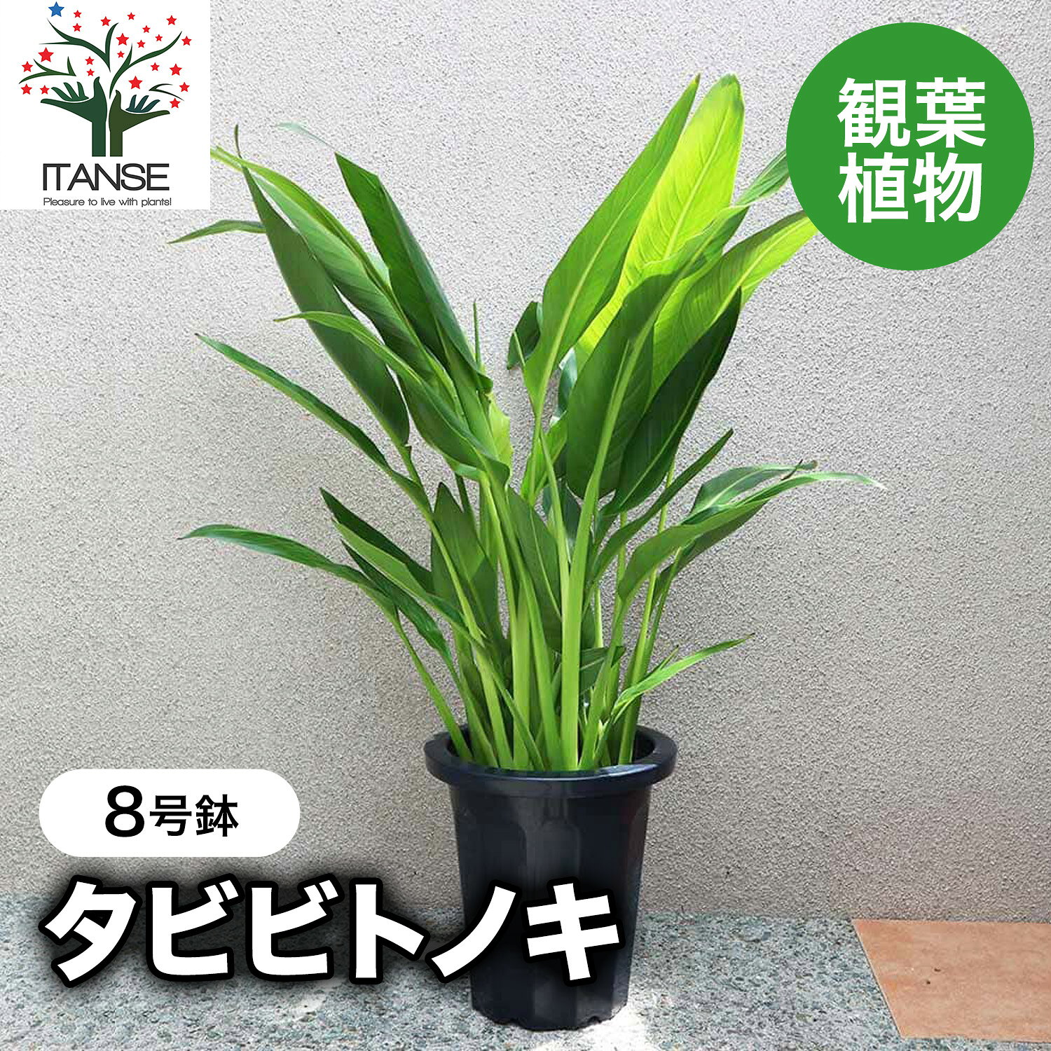 楽天市場】タビビトノキ（観葉植物｜花・観葉植物）：花・ガーデン