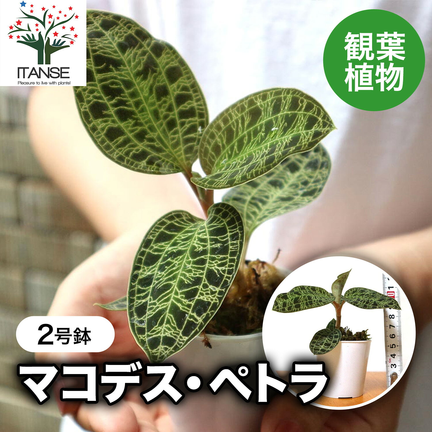 楽天市場】ジュエルオーキッド（花・観葉植物｜花・ガーデン・DIY）の通販