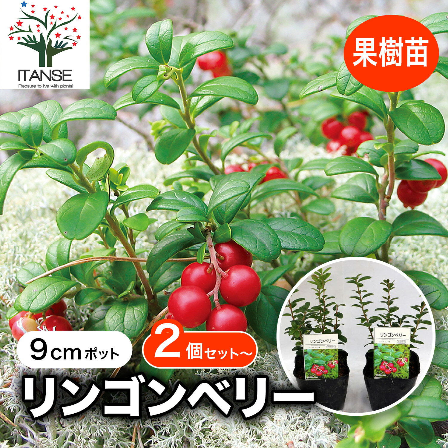 ������̵���ۥ�󥴥�٥꡼ 3��ݥå� ������� �� ���å� ���� �����٥꡼ �̼��� �̼� �� ���٤�� ��̣���� ����� ȭ���� �� ����̵�� ����̵�� ¨...