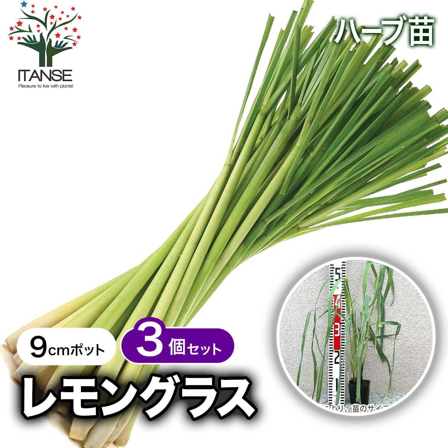【マラソン★ポイント5倍】レモングラス ハーブ苗 9cmポット 3個セット 庭植え グランドカバー ベランダ..