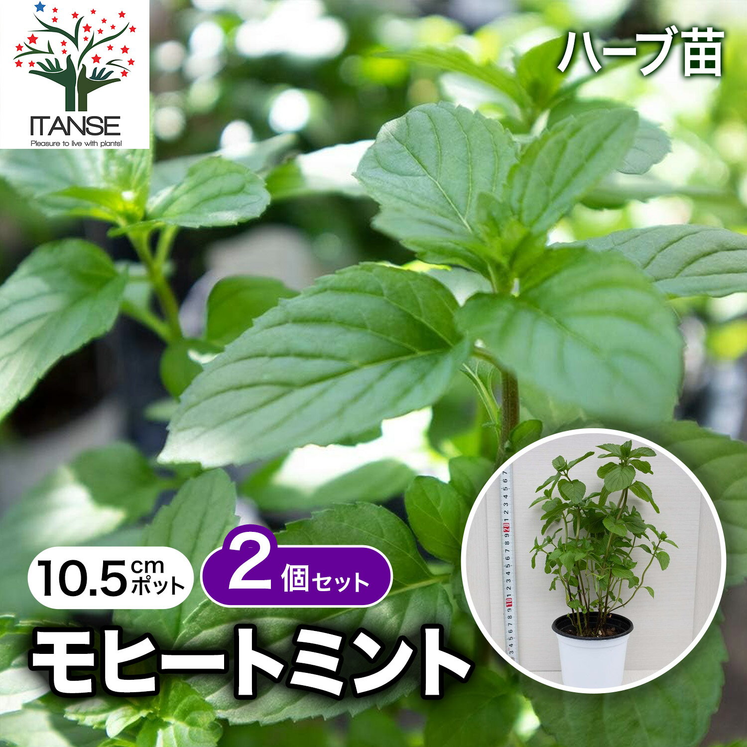 【送料無料】モヒートミント 10.5cm おうちで簡単！育てやすい10.5cmポットハーブ苗シリーズ！ 根張り 大きさ 選別が良いので、育てやすい！生育簡単で初心者にもオススメのハーブ！ガーデニング 家庭菜園 キューバミント イエルバブエナ 送料無料 即納