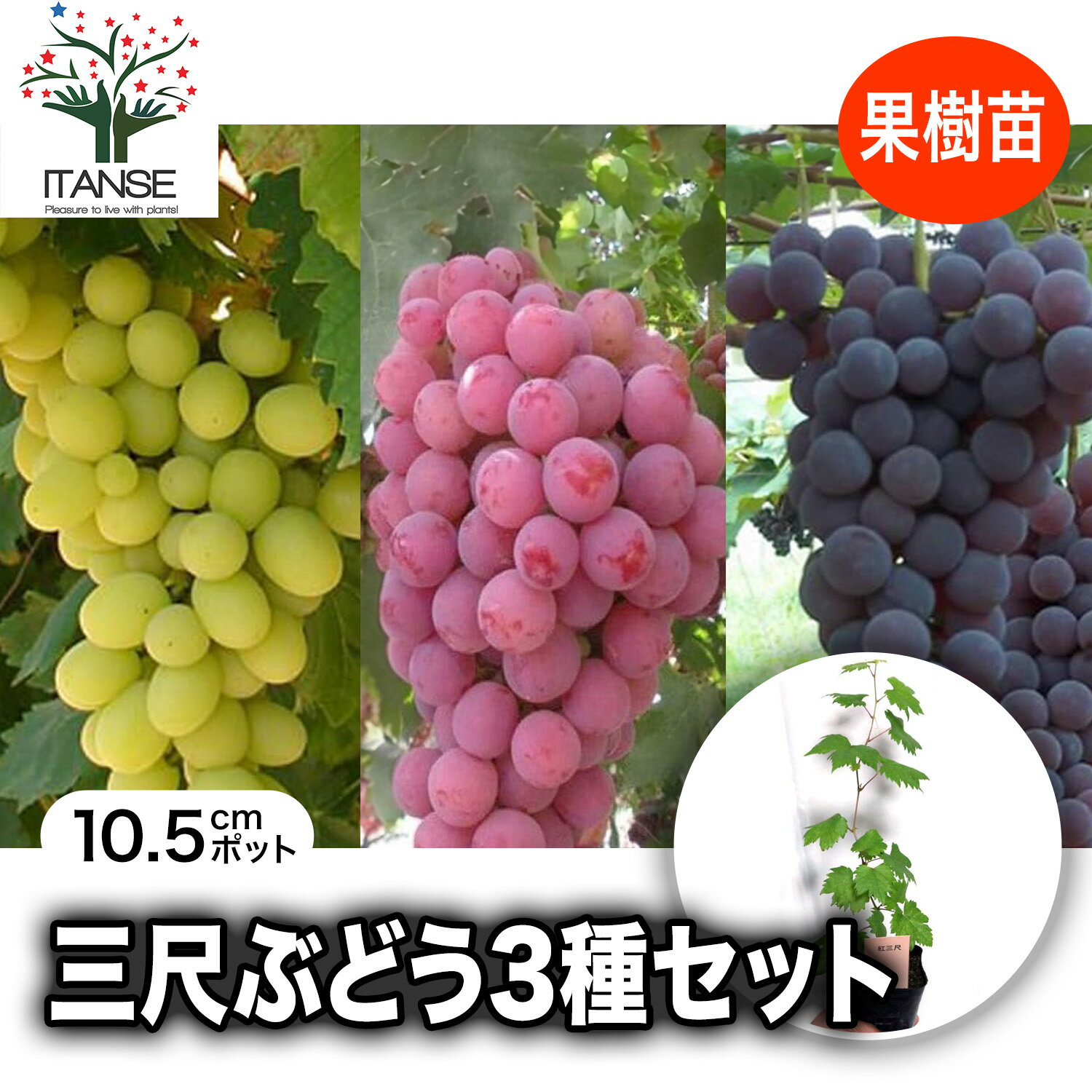 Rakuten - 【送料無料】三尺ぶどう お買い得3品種セット 果樹苗 10.5cmポット 紅三尺 黒三尺 白三尺ぶどう各1個 ブドウ苗 苗木 耐寒性 葡萄 自家結実性 育てやすい 鑑賞用 初心者 甘い 農園 農場 園芸 植木 庭木 送料無料 即納